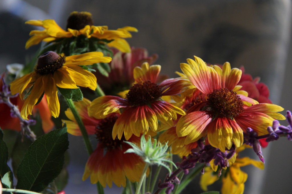 pretty wildflowers close up