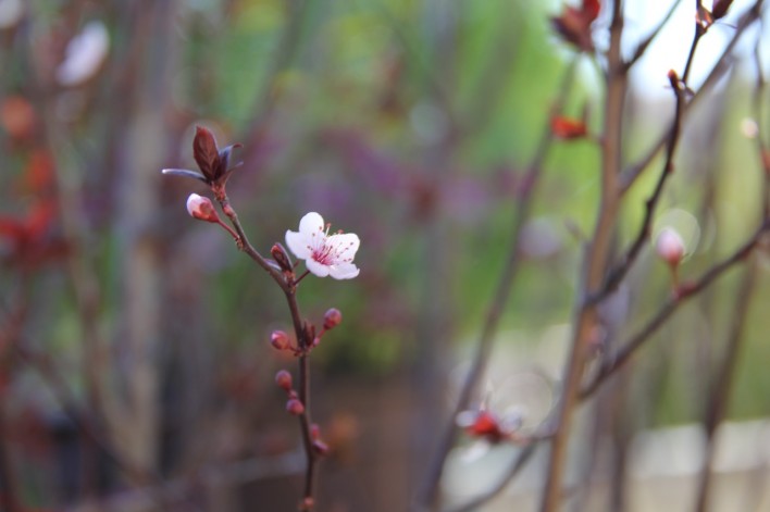 cherry blossom in spring