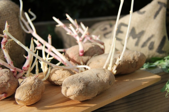 sprouted potatoes