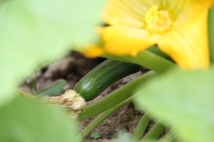 squash buds