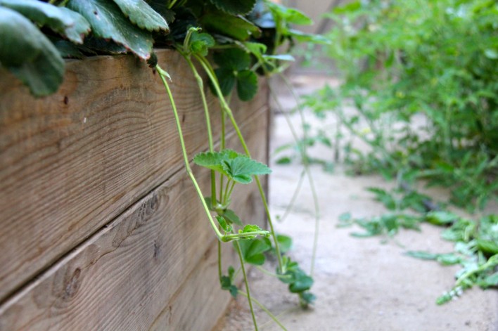 strawberry runners bursting from their bed