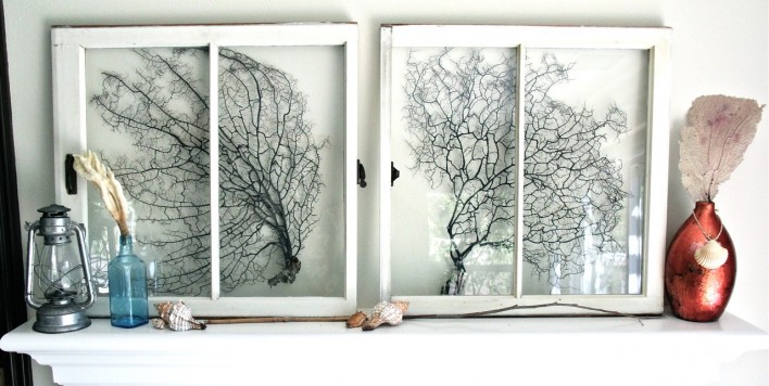 sea fans in antique windows