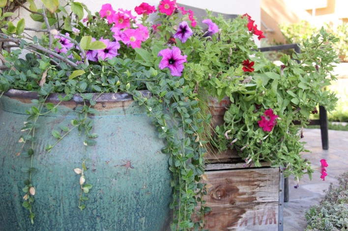 fall flowers in a so cal garden
